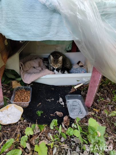 Котята в добрые руки