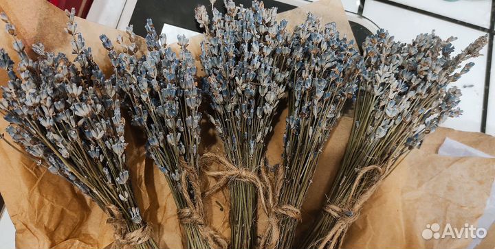 Букет сухоцветов лаванды дикой