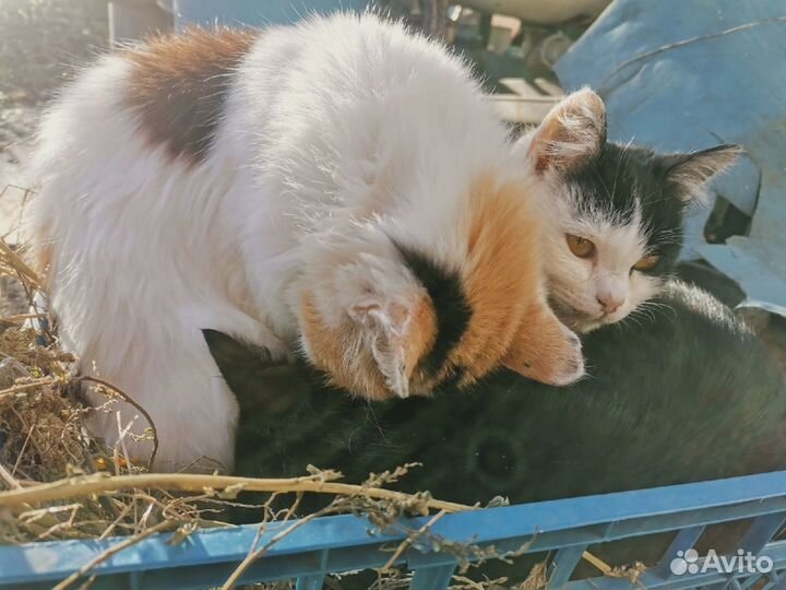 Кошечка в добрые руки