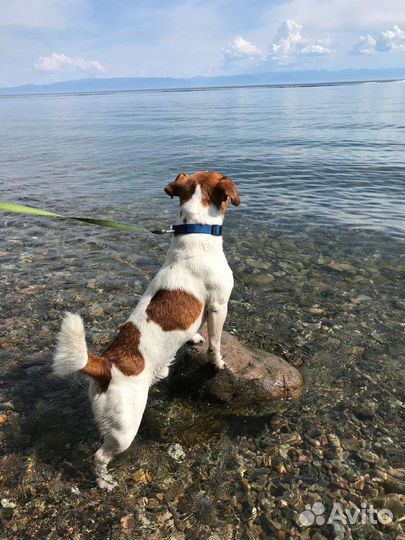 Вязка джек рассел терьер