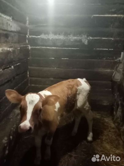 Домашний бычек