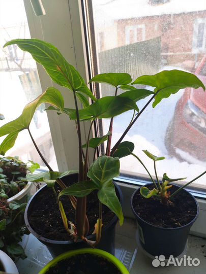 Сингониум Imperial White