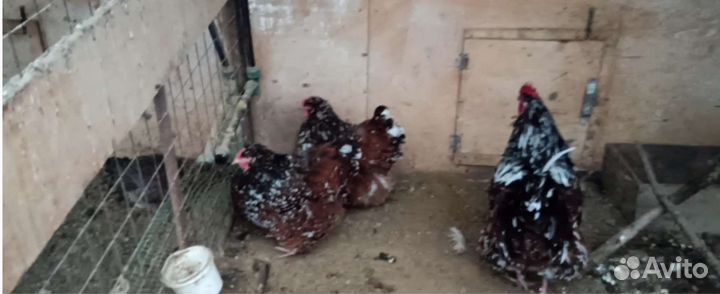 Цыплята от породных кур