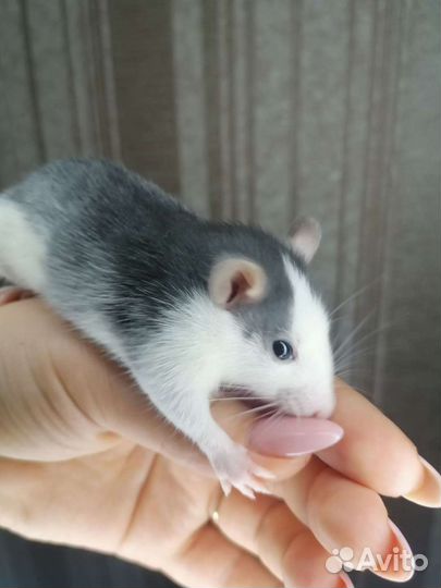 Крыски дамбо