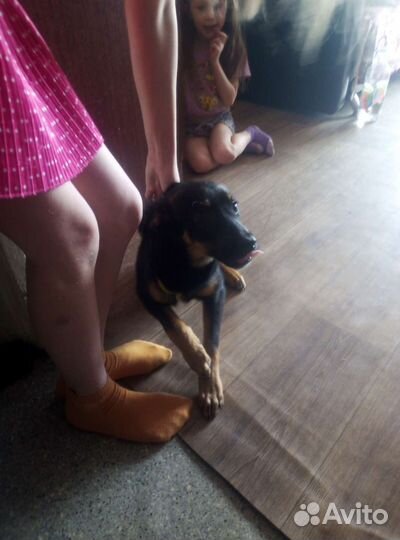 Собака в добрые руки щенок