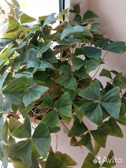 Комнатные цветы Кислица (Оксалис)