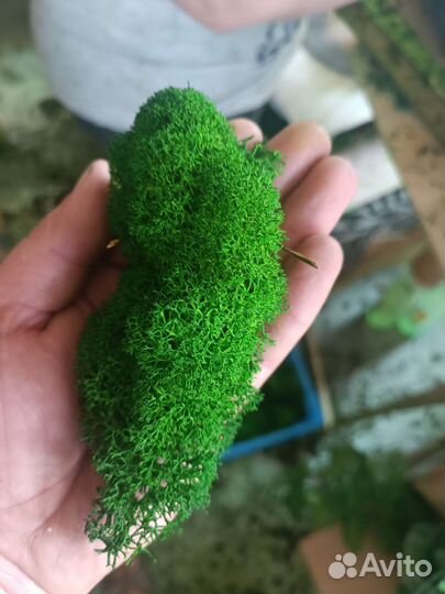 Мох стабилизированный оптом и в розницу