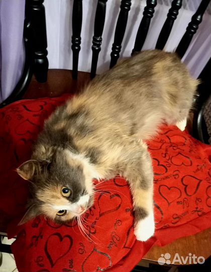 Шейла ищет дом