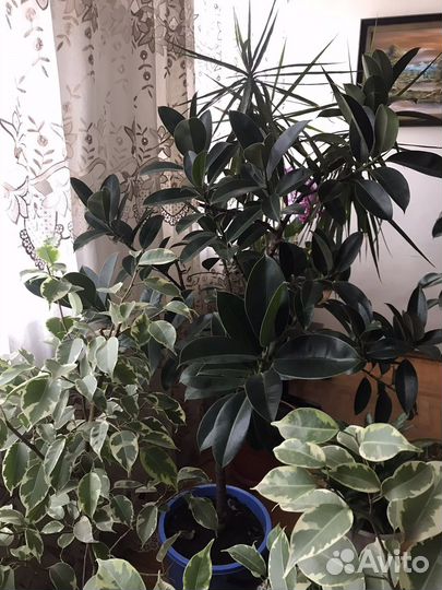 Комнатные цветы