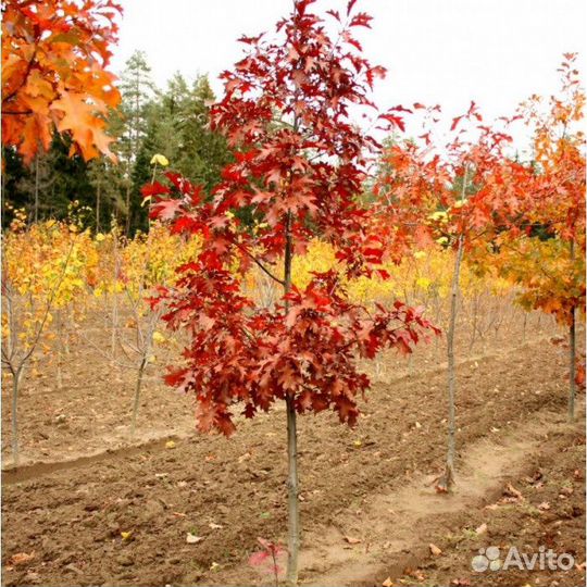 Дуб красный саженец