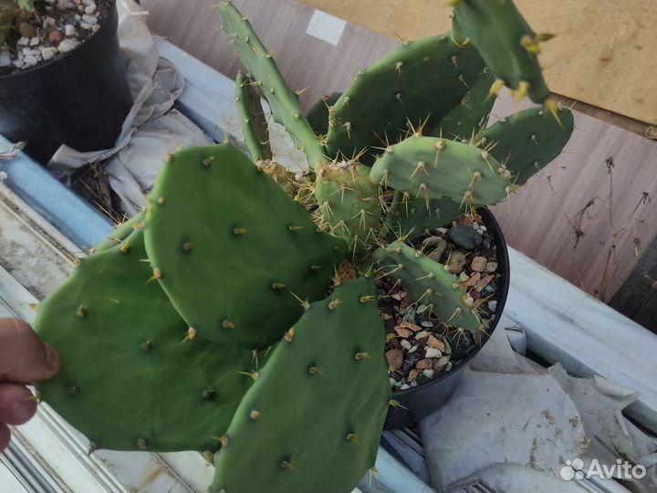 Опунция мощная