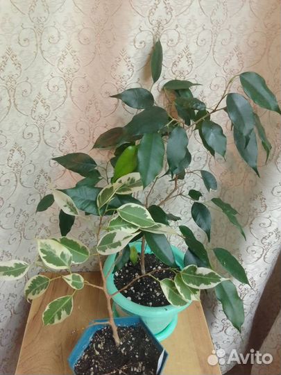 Фикус бенджамина 3 сорта
