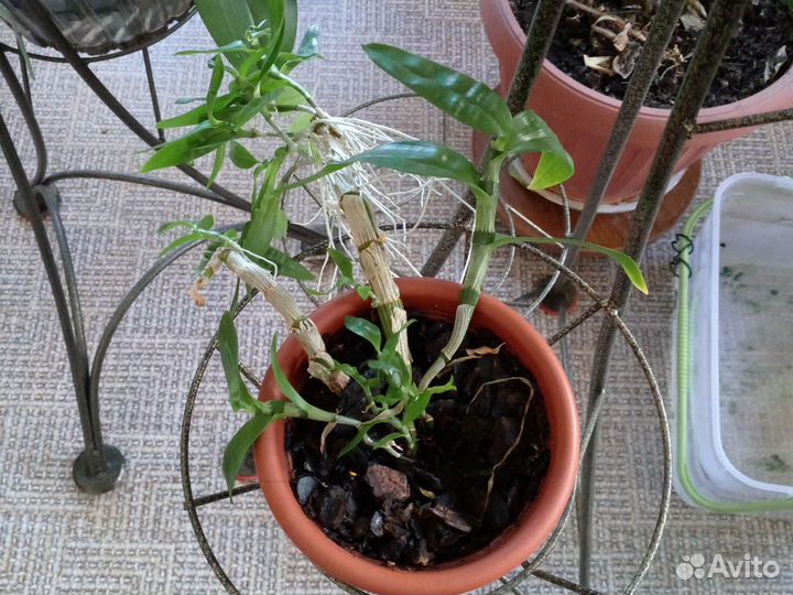 Орхидея дендробиум