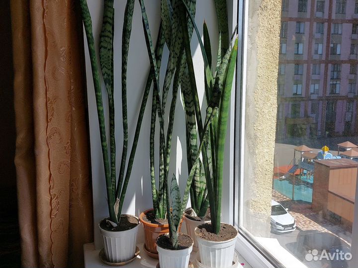 Сансевиерия