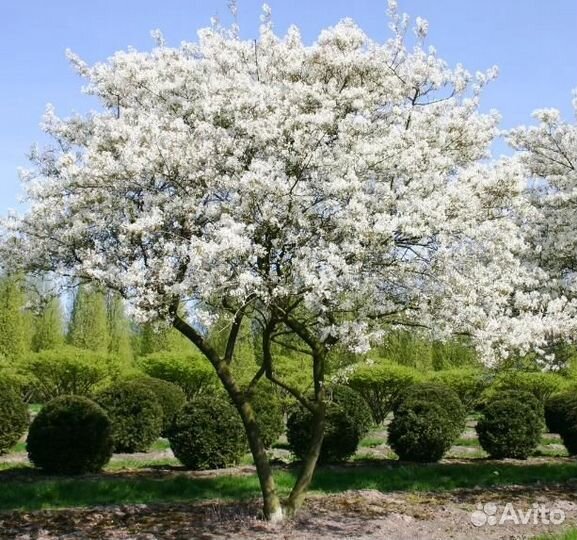 Ирга Ламарка