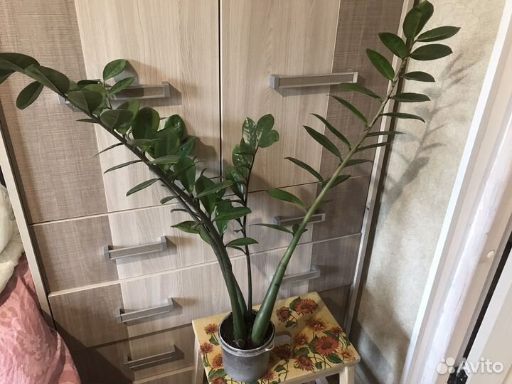 Замиокулькас