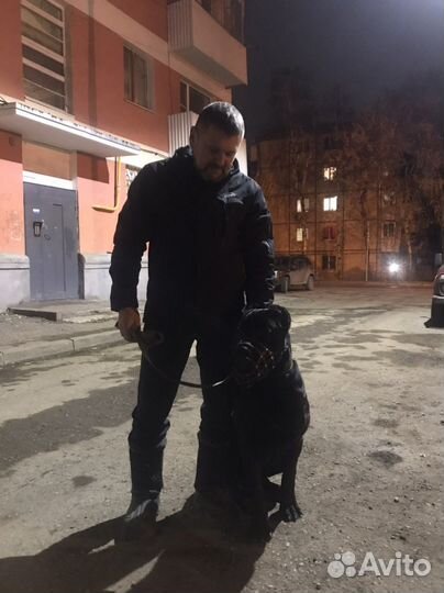 Дрессировка собак