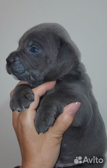 Корсоняшки