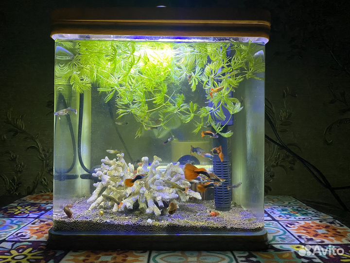 Обслуживание аквариумов