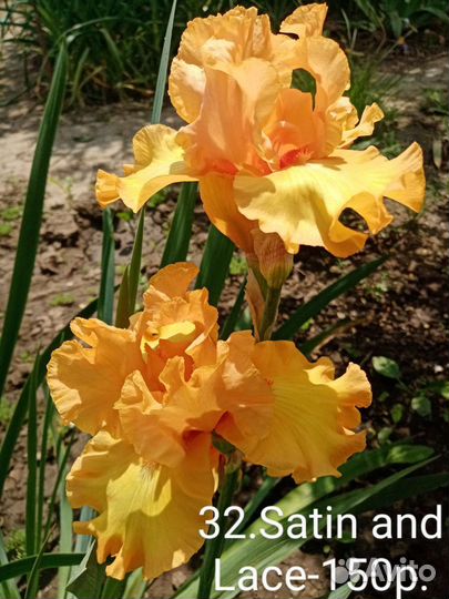 Ирисы бородатые сортовые