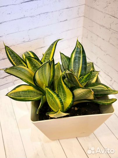 Сансевиерия