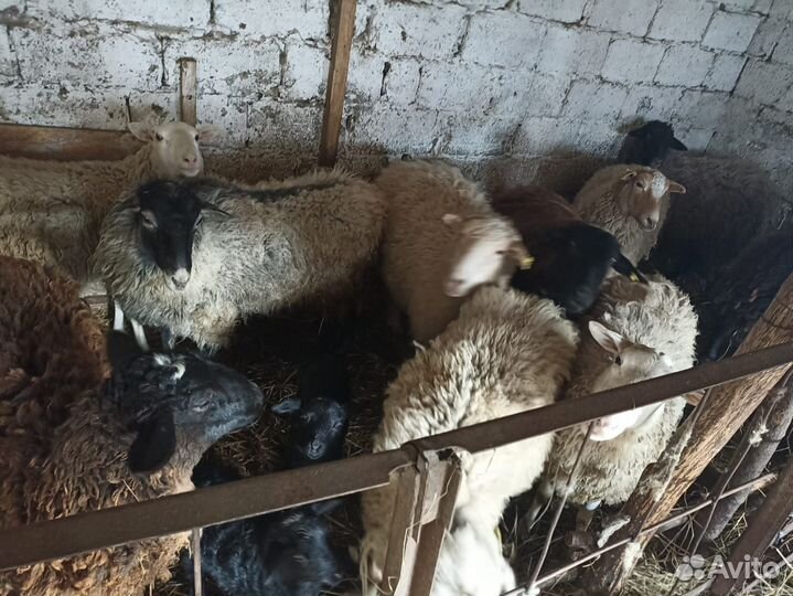 Баран, овцы и ягнята