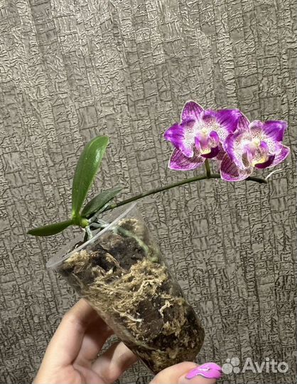 Орхидея фаленопсис детка