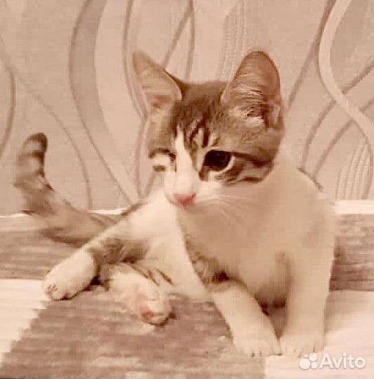 Красавица-пираточка