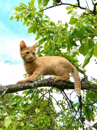 Котенок мальчик 4 месяца
