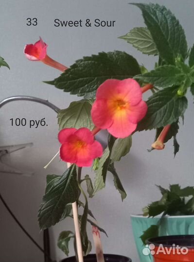 Ахименес комнатный