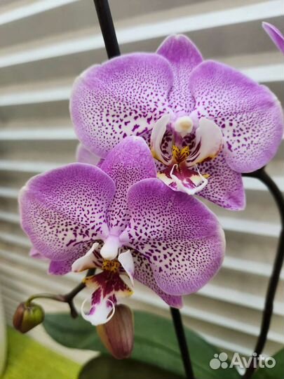 Орхидея мутант в автополиве