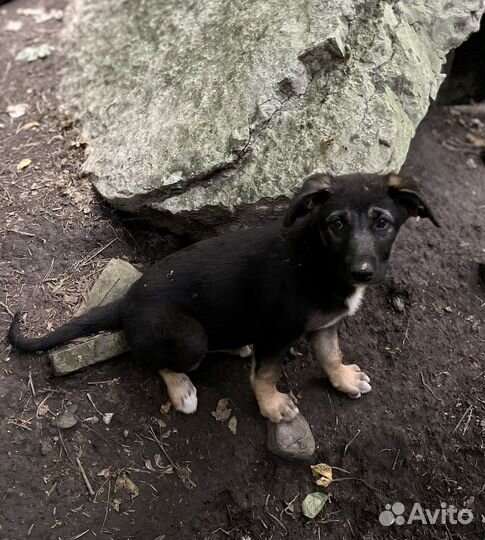 Щенок метис овчарки в добрые руки