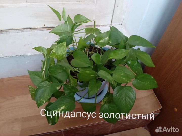 Компания из комнатных растений