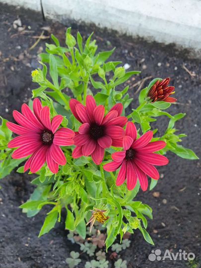 Саженцы, кустарники и многолетние цветы