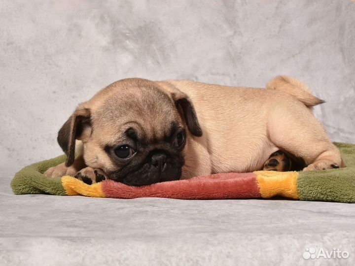 Щенки мопса