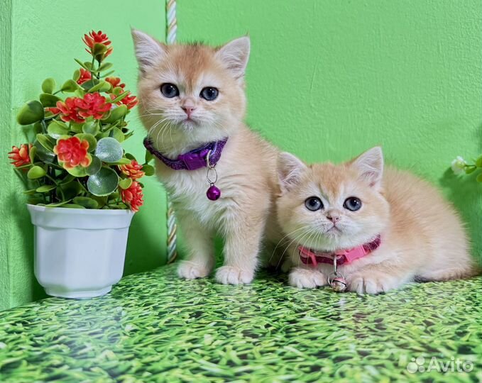 Британские золотые малышки