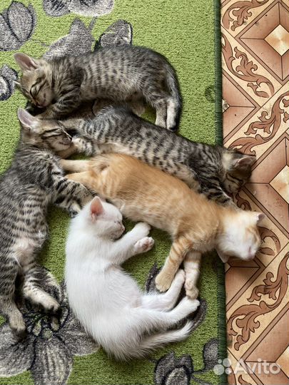 Отдам котят