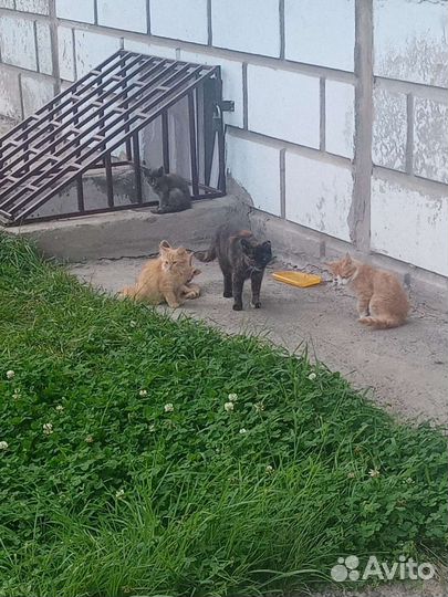 Котята в добрые руки