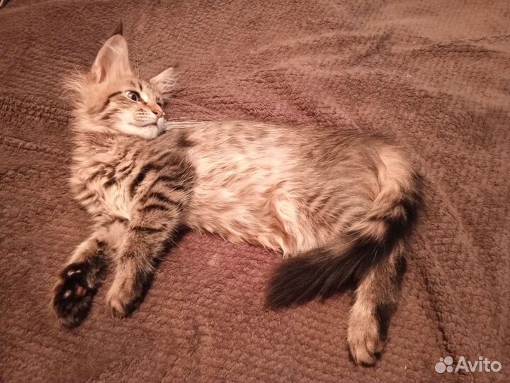 Кошки в добрые руки бесплатно