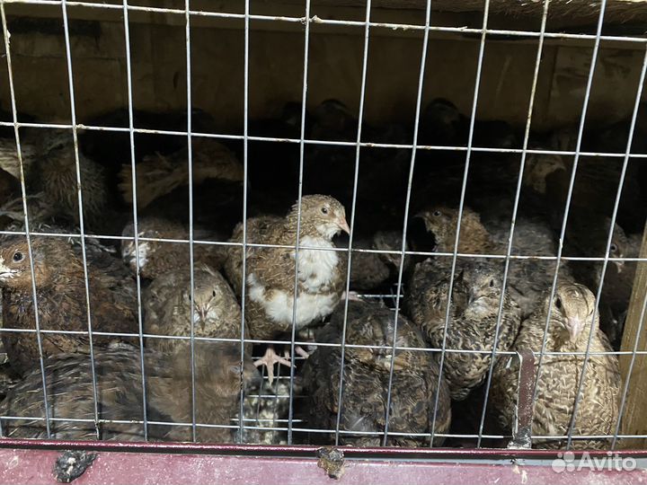 Перепела суточные