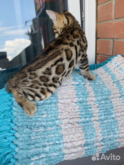 Бенгальские котята