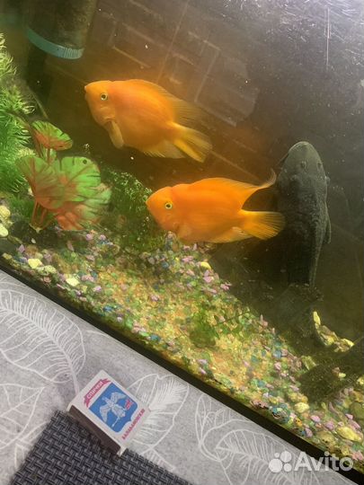 Аквариумные рыбки попугаи сомы