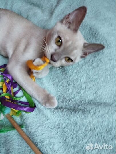 Бурманский лиловый котик