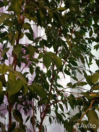 Замиокулькас, фикус Бенжамина