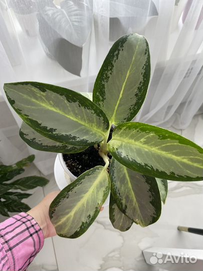 Сортовые аглаонемы