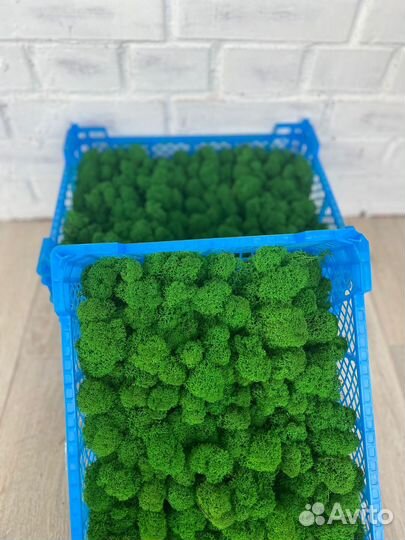 Стабилизированный мох