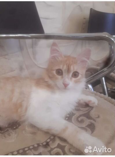 Спасти котёнка