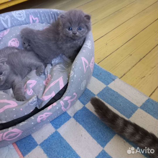 Британская короткошерстная