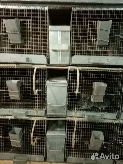 Шиншиллы грызуны с клеткой