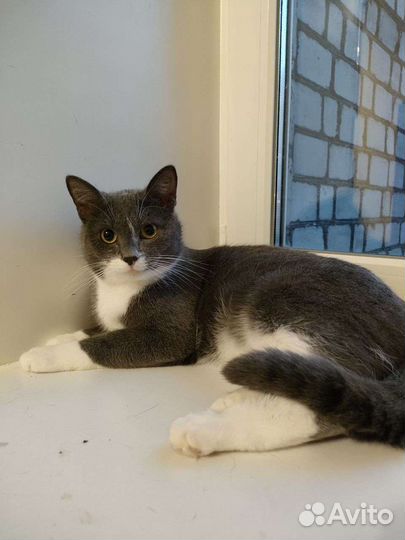 Отдаю котов бесплатно